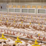 Frigorífico de Aves