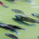 Frigorífico de Pescados