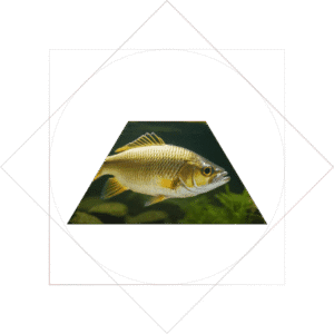 Software para Pescados