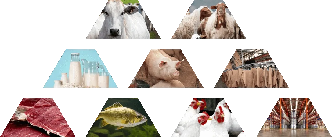 Setores de atuação da Atak: pecuária, suinocultura, avicultura, pescados, carnes, laticínios e logística